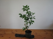 Растение комнатного лимона крупномер - foto 0