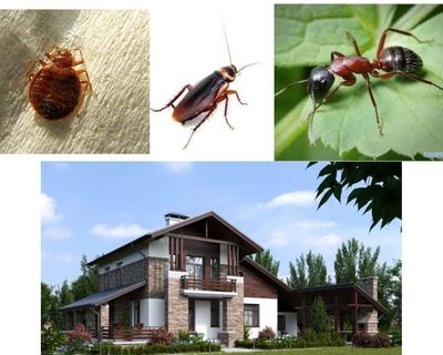 Обробка відкритих територій від кліщів,  комарів,  мурах та ін. - main